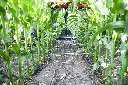 360-Y-DROP-Sidedress-In-Row-scaled.webp